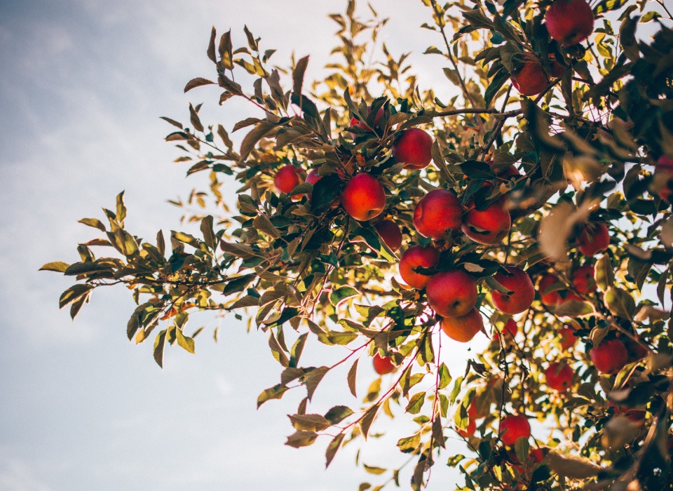 Red apples growing in the orchard at Ebuta Collection